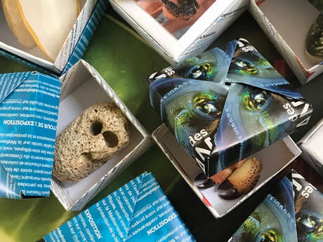 Petits jeux Muséum de l'été "Mers et océans"