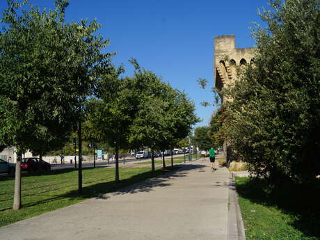Balade : parcours de l'arbre en ville