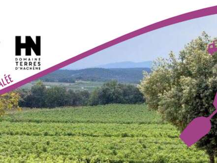 Vignes Réboussières au Domaine Terres d'Hachène