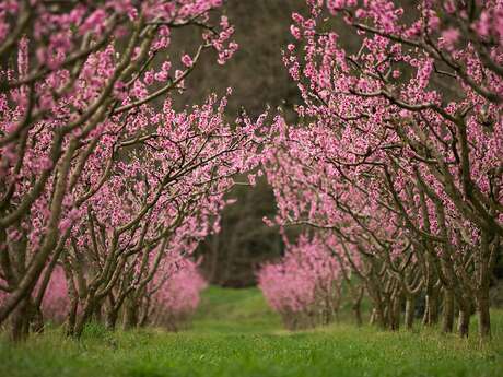 Plaine des Bessons (N°15)