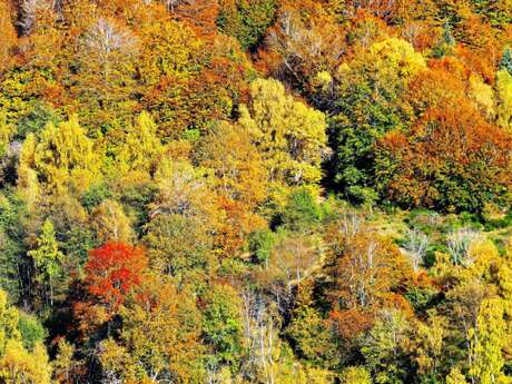 Les couleurs de l'automne