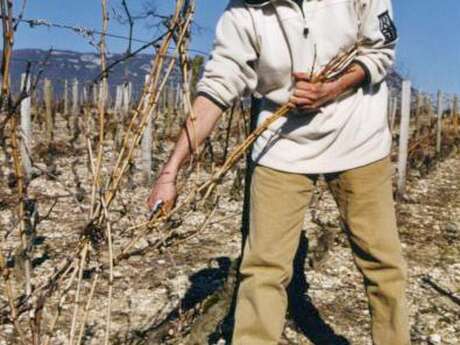 Apéro'Vignes au Domaine La cave de mon père - Musée du Vigneron