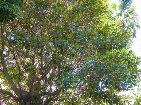 Bemerkenswerte Bäume : Ficus macrophylla - Moreton-Bay-Feigenbaum