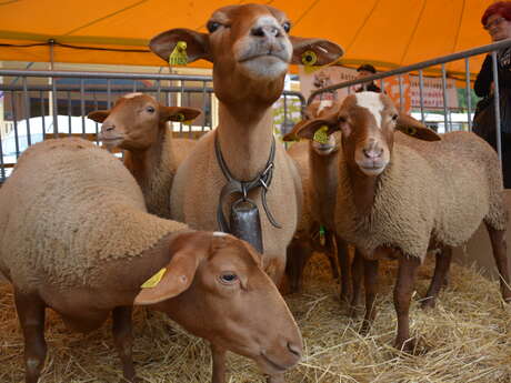Festival des Saveurs