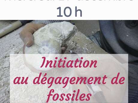 Atelier d'initiation au dégagement de fossiles