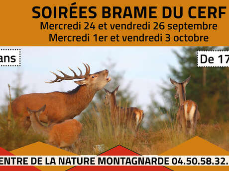 Soirée brame du cerf