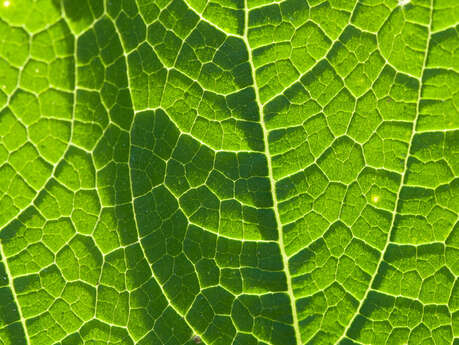 Atelier-repas - Se mettre au vert, voie d'équilibre et de régénération