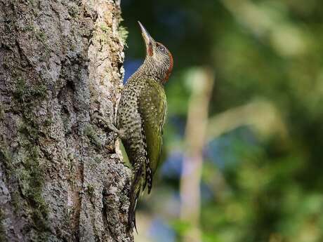 Birdwatching at La Lieurette