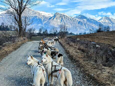 Cani-kart - Travel Dog