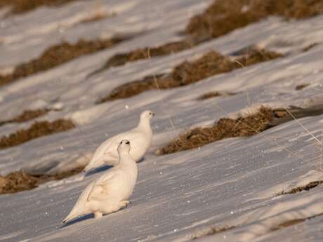 Ateliers pour enfants : "Discrètes espèces blanches de l'hiver"