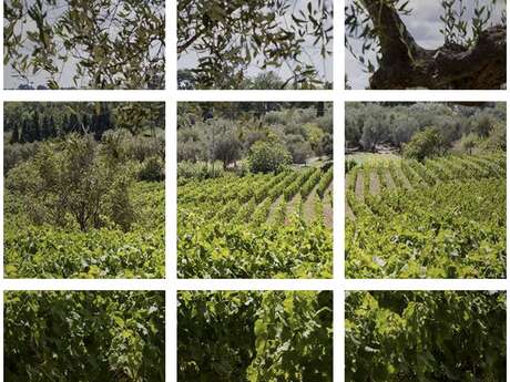 Navette Vignobles de Bellet