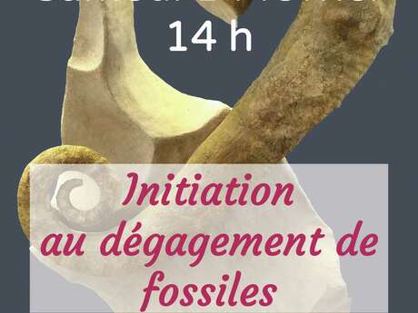 Atelier d'initiation au dégagement de fossiles