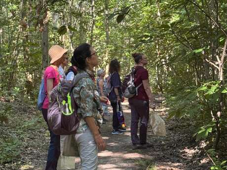 Bain de forêt - sylvothérapie