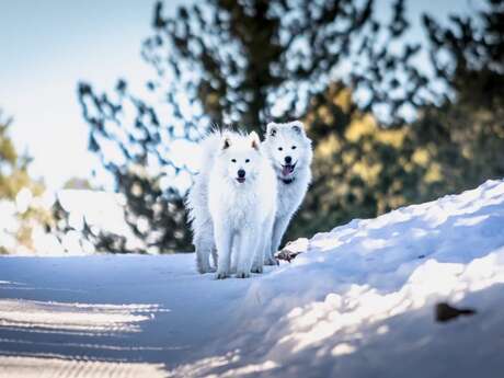 Visite "Au coeur de la Meute"