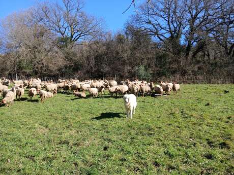 Les Rendez-Vous du Parc : Patou pas touche