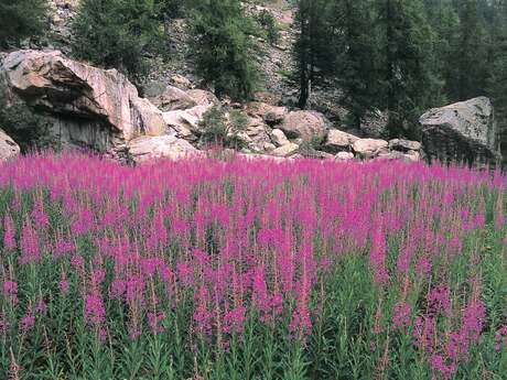 Stage sur les plantes sauvages comestibles