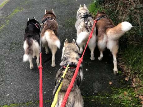 Anjou Trott Evasion - Husky Passion