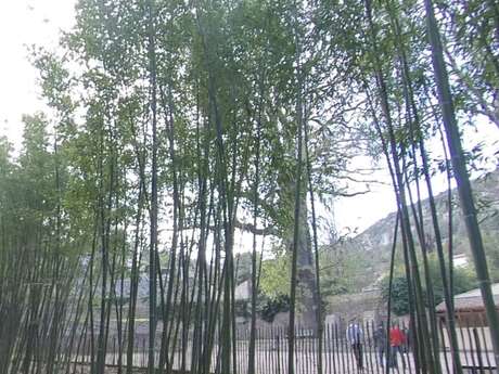 Le Chêne des Canaries