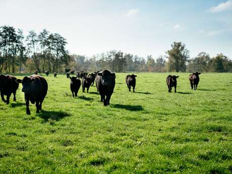 Ferme du Trèfle, les coulisses de l'innovation