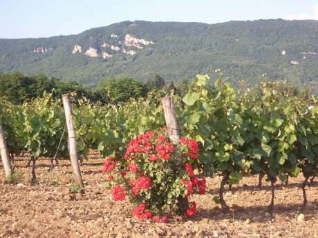 Vignoble Pellerin