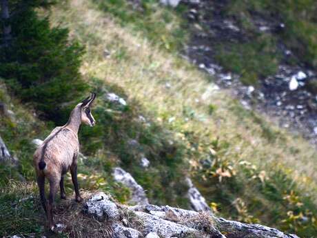 Randonnée - A l'affût des chamois