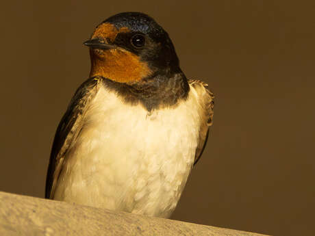 À la découverte des espèces d'oiseaux de nos parcs et jardins