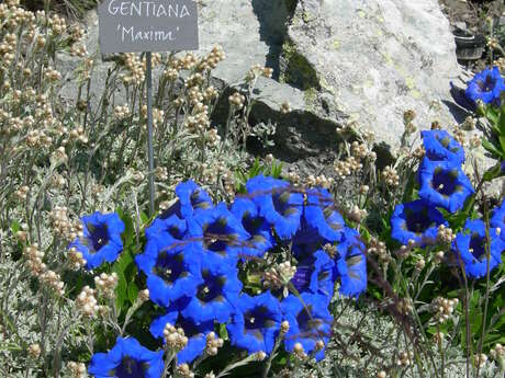 Bruchez Alpine Garden Sàrl