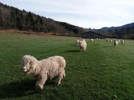 Au Mohair des Alpy