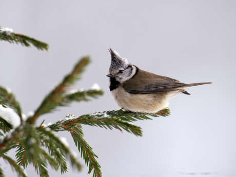 Nature outing with a mountain guide
