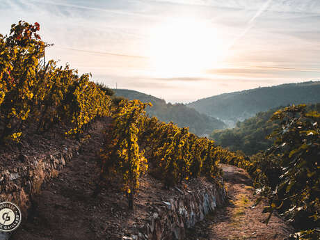 Rando Wine au Domaine Gaillard