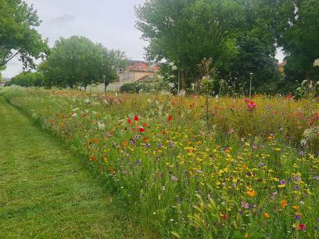 Visite guidée : Avez-vous remarqué nos arbres ?