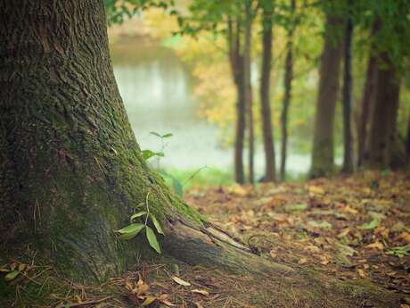 Les mille et un mystères de la forêt dombiste