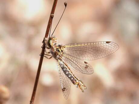 Les insectes du coussoul