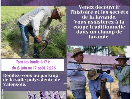 Coupe de la lavande à l'ancienne