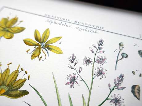 Atelier - Dessin botanique