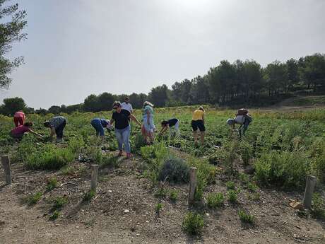 Aïoli Caganis - agroecological farm