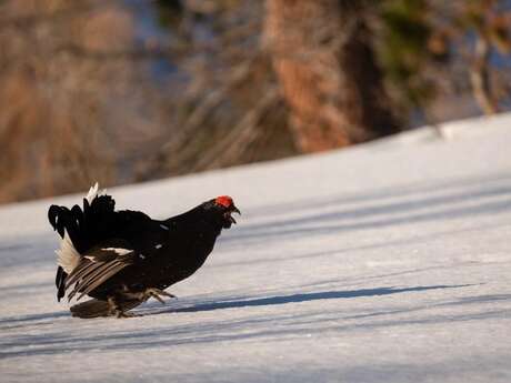 Pojection-causerie : Hors piste, sensible et sauvage