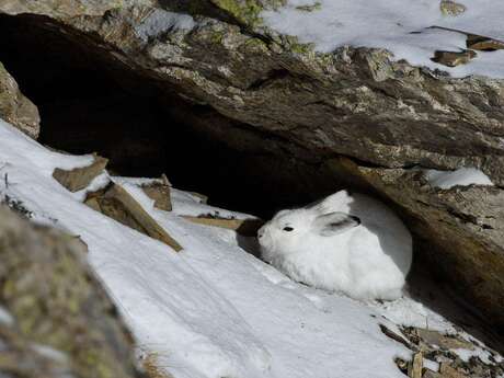 Rdv nature : les animaux mettent leur doudoune !