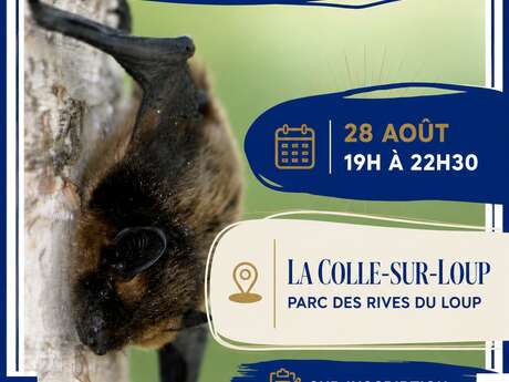 Nuit internationale de la chauve-souris