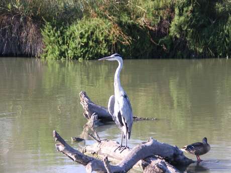 Marais de Beauchamp