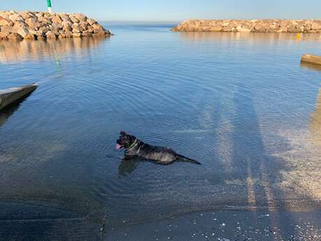 Plage pour chien - Toutou beach