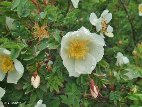 Mountain plants and cosmetics" conference