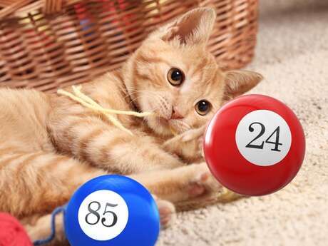 Loto de Chats sans toi