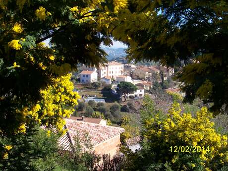 Balade au cœur des Mimosa - Tanneron
