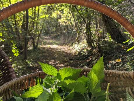 Balade découverte Plantes Sauvages