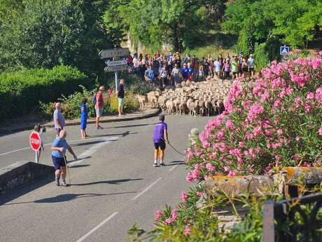 Transhumance