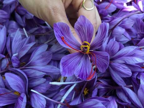 Chemin des Mules Safran - Morilles