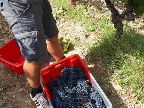 Harvester for a day at Domaine Dames de Lune