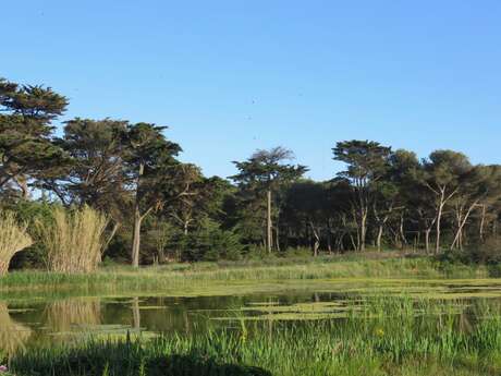 Les lagunes de Porquerolles