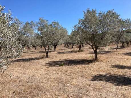 Porquerolles - Circuit court COPAINS